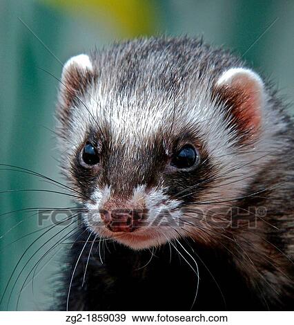 Ferret Mustelo furo The ferret is the domesticated form of the Polecat Mustelo putorius Kept as somewhat smelly but affectionate pets it is often used to hunt rabbits In some areas of the UK they have escaped and established wild populations View Large Photo Image Stock Photo - Ferret Mustelo furo The ferret is the domesticated form of the Polecat Mustelo putorius Kept as somewhat smelly but affectionate pets it is often used to hunt rabbits In some areas of the UK they have escaped and established wild populations. Fotosearch