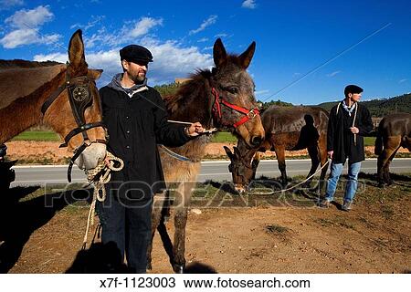 `Festa dels Traginers?, Feast of the muleteer in Balsareny Comarca del Bages Eix del Llobregat, Catalonia, Spain View Large Photo Image Stock Image - `Festa dels Traginers?, Feast of the muleteer in Balsareny Comarca del Bages Eix del Llobregat, Catalonia, Spain. Fotosearch