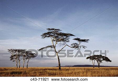 Stock Image - Fever trees (Acacia xanthophloea). Serengeti National Park, Tanzania. Fotosearch
