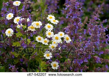 Feverfew and Catmint in herb garden View Large Photo Image Stock Photo - Feverfew and Catmint in herb garden. Fotosearch