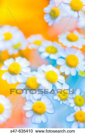 Feverfew daisies. Tanacetum parthenium. July 2006, Maryland, USA View Large Photo Image Stock Image - Feverfew daisies. Tanacetum parthenium. July 2006, Maryland, USA. Fotosearch