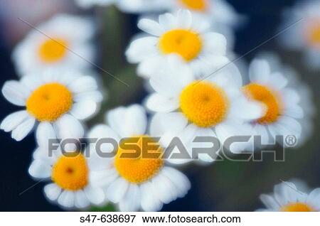 Feverfew. Tanacetum parthenium. June 2006, Maryland, USA View Large Photo Image Stock Photo - Feverfew. Tanacetum parthenium. June 2006, Maryland, USA. Fotosearch