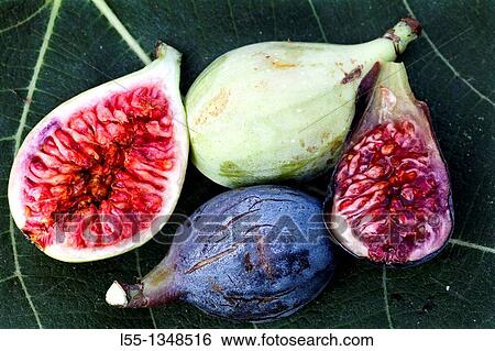 Ficus carica View Large Photo Image Stock Photograph - Ficus carica. Fotosearch
