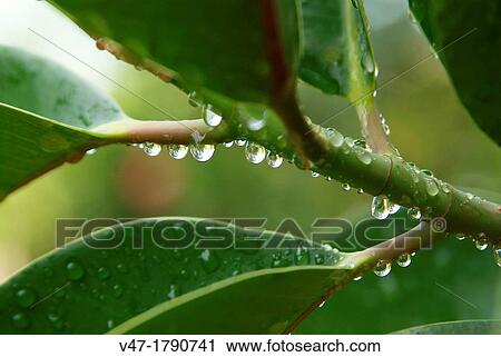 Ficus leaves with dew drops, Valencia, Spain View Large Photo Image Stock Image - Ficus leaves with dew drops, Valencia, Spain. Fotosearch