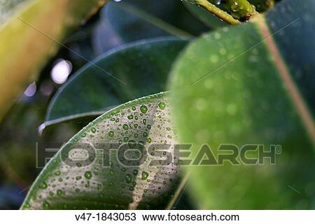 Ficus leaves with dew drops, Valencia, Spain View Large Photo Image Stock Image - Ficus leaves with dew drops, Valencia, Spain. Fotosearch