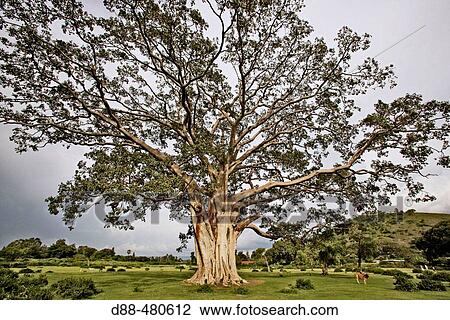 Stock Image - (Ficus sp. ) Fig Tree. Moraceae. Awasa. Ethiopia.. Fotosearch