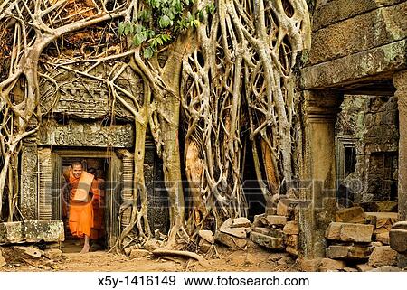 Ficus Strangulosa tree growing over a doorway in the ancient ruins of Ta Prohm at the Angkor Wat site in Cambodia View Large Photo Image Stock Photo - Ficus Strangulosa tree growing over a doorway in the ancient ruins of Ta Prohm at the Angkor Wat site in Cambodia. Fotosearch