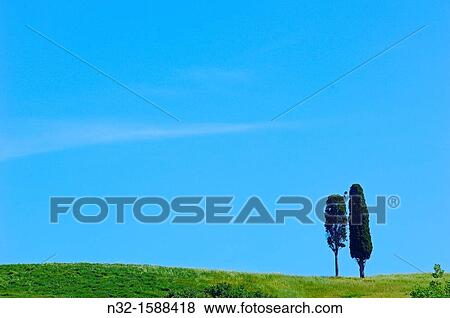 Field and cypress trees, Tuscany Landscape, Val d? Orcia, UNESCO world heritage site, Pienza, Siena province, Tuscany, Italy View Large Photo Image Stock Photo - Field and cypress trees, Tuscany Landscape, Val d? Orcia, UNESCO world heritage site, Pienza, Siena province, Tuscany, Italy. Fotosearch