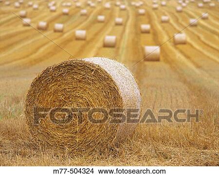 Field, autumn, country side, round, haymaking.? stergotland. Sweden. View Large Photo Image Picture - Field, autumn, country side, round, haymaking.? stergotland. Sweden.. Fotosearch
