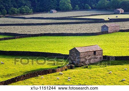 Field Barns Gunnerside Swaledale Yorkshire Dales England View Large Photo Image Picture - Field Barns Gunnerside Swaledale Yorkshire Dales England. Fotosearch