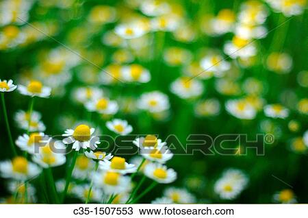 Field camomile View Large Photo Image Stock Image - Field camomile. Fotosearch