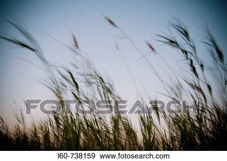 Field, Ebro delta. Tarragona province, Catalonia, Spain View Large Photo Image Stock Photo - Field, Ebro delta. Tarragona province, Catalonia, Spain. Fotosearch