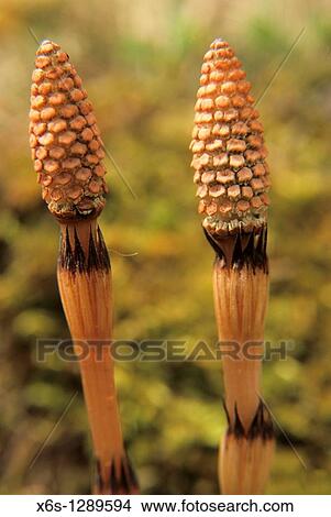 Field Horsetail or Common Horsetail, - Equisetum arvense - View Large Photo Image Picture - Field Horsetail or Common Horsetail, - Equisetum arvense -. Fotosearch