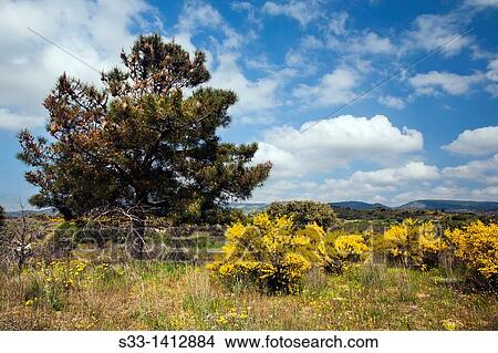 Field in Cebreros? vila Castilla Le? n Spain View Large Photo Image Picture - Field in Cebreros? vila Castilla Le? n Spain. Fotosearch