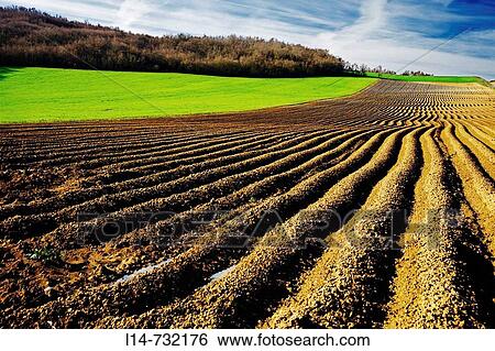 Field of asparagus. La Llanada, Alava, Basque Country, Spain View Large Photo Image Stock Photograph - Field of asparagus. La Llanada, Alava, Basque Country, Spain. Fotosearch