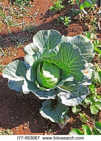 Field of Cabbage, Brassica oleracea var capitata View Large Photo Image Stock Photo - Field of Cabbage, Brassica oleracea var capitata. Fotosearch