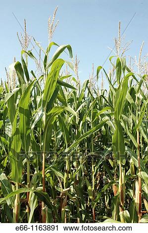 field of corn with blue sky View Large Photo Image Stock Image - field of corn with blue sky. Fotosearch