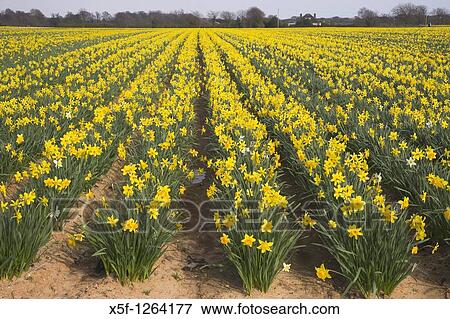 Stock Photo - Field of Daffodils Titchfield Hampshire. Fotosearch