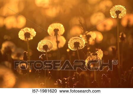 field of dandelion, Switzerland. View Large Photo Image Stock Image - field of dandelion, Switzerland.. Fotosearch