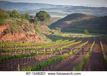 Field of grape vines growing near Najera, La Rioja region, Spain View Large Photo Image Stock Image - Field of grape vines growing near Najera, La Rioja region, Spain. Fotosearch