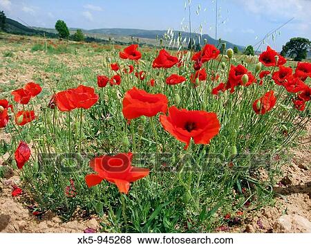 Field of Growing Cereals and Poppies, Valbona, Teruel, Aragon, Spain. View Large Photo Image Stock Photo - Field of Growing Cereals and Poppies, Valbona, Teruel, Aragon, Spain.. Fotosearch