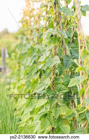 Field of Hop plants growing in summertime. View Large Photo Image Stock Image - Field of Hop plants growing in summertime.. Fotosearch