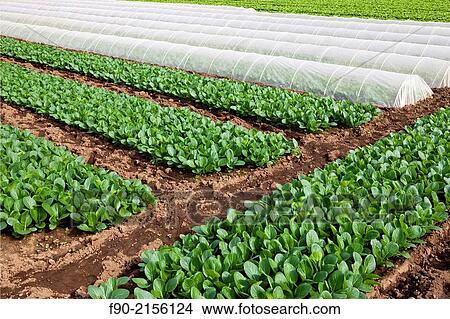 Field of Komatsuna, Japanese mustard spinach, in Ichikawa, Japan View Large Photo Image Picture - Field of Komatsuna, Japanese mustard spinach, in Ichikawa, Japan. Fotosearch