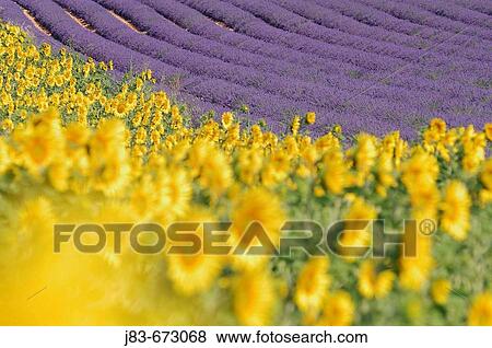 Field of Lavender and Sunflowers (Lavandula angustifolia), Plateau de Valensole, Valensole, Provence, France. View Large Photo Image Stock Photo - Field of Lavender and Sunflowers (Lavandula angustifolia), Plateau de Valensole, Valensole, Provence, France.. Fotosearch