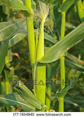 Field of Maize Corn View Large Photo Image Stock Image - Field of Maize Corn. Fotosearch
