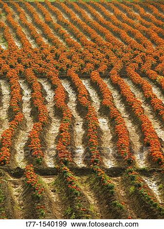 Field of Marigold flower, Calendula officinalis LINN View Large Photo Image Stock Photo - Field of Marigold flower, Calendula officinalis LINN. Fotosearch
