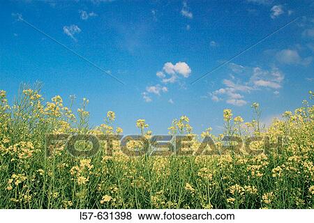 Field of Rape, Rape, Brassica napus, Raps, mustard plant, springtime, Gossau, Zuerich, Switzerland View Large Photo Image Stock Photo - Field of Rape, Rape, Brassica napus, Raps, mustard plant, springtime, Gossau, Zuerich, Switzerland. Fotosearch