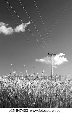 Field of rye and overhead powerline View Large Photo Image Stock Image - Field of rye and overhead powerline. Fotosearch