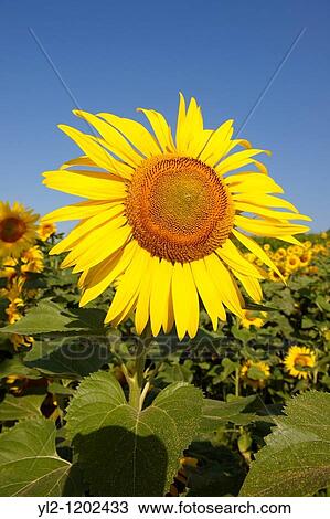 Field of Sunflower flowering heads View Large Photo Image Stock Image - Field of Sunflower flowering heads. Fotosearch