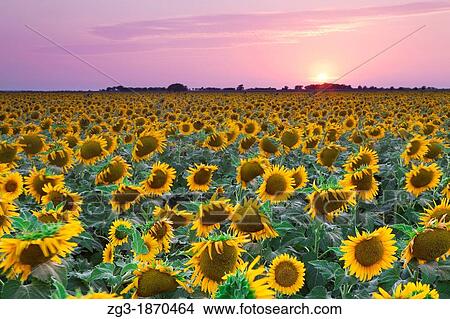 Field of Sunflowers at sunset in an open field in west Texas, USA View Large Photo Image Picture - Field of Sunflowers at sunset in an open field in west Texas, USA. Fotosearch