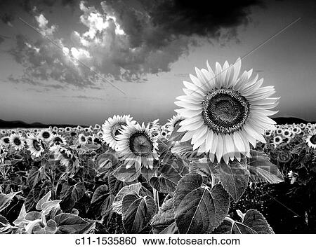 field of sunflowers cordoba andalucia spain View Large Photo Image Stock Image - field of sunflowers cordoba andalucia spain. Fotosearch