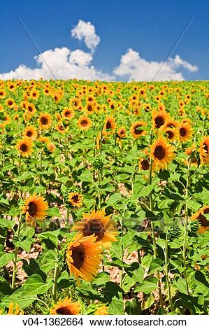 Field of sunflowers in Provence, France, Europe View Large Photo Image Picture - Field of sunflowers in Provence, France, Europe. Fotosearch