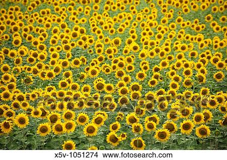 Field of sunflowers in the spring. Andalusia. Spain. View Large Photo Image Picture - Field of sunflowers in the spring. Andalusia. Spain.. Fotosearch