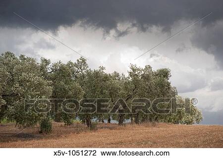Field of sunflowers in the spring. Andalusia. Spain. View Large Photo Image Stock Image - Field of sunflowers in the spring. Andalusia. Spain.. Fotosearch