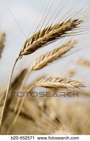 Field of wheat. Cereals.? Learza? estate. Near Estella, Navarre, Spain View Large Photo Image Stock Image - Field of wheat. Cereals.? Learza? estate. Near Estella, Navarre, Spain. Fotosearch