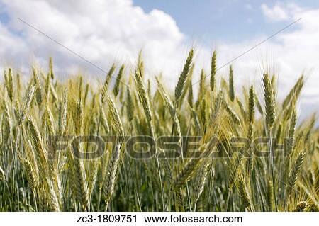 Field of wheat, Is? re, RH? ne-Alpes, France. View Large Photo Image Stock Image - Field of wheat, Is? re, RH? ne-Alpes, France.. Fotosearch
