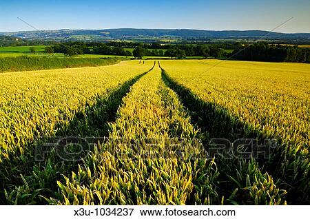 Stock Photo - Field of Wheat near the village of Wrington Somerset England In the distance can be seen the Mendip Hills. Fotosearch