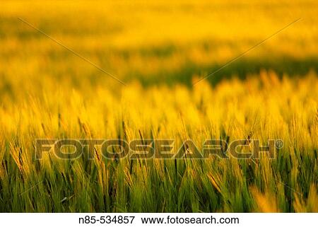 Field of wheat View Large Photo Image Stock Photo - Field of wheat. Fotosearch