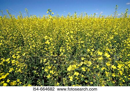Field of Yelllow Canola Plants Canadian Prairie Saskatchewan Canada Canola Oil View Large Photo Image Stock Image - Field of Yelllow Canola Plants Canadian Prairie Saskatchewan Canada Canola Oil. Fotosearch