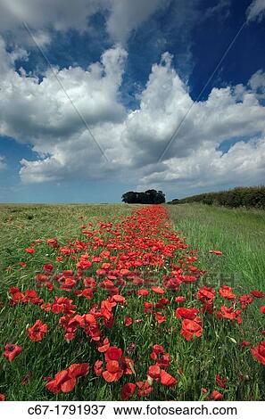 Field Poppies Papaver rhoeas growing in barley crop View Large Photo Image Stock Photo - Field Poppies Papaver rhoeas growing in barley crop. Fotosearch