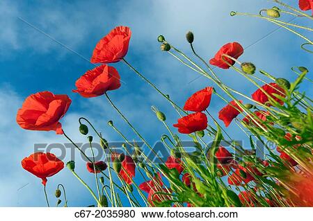 Field Poppies Pavaver rhoea in Norfolk Field UK July. View Large Photo Image Stock Image - Field Poppies Pavaver rhoea in Norfolk Field UK July.. Fotosearch
