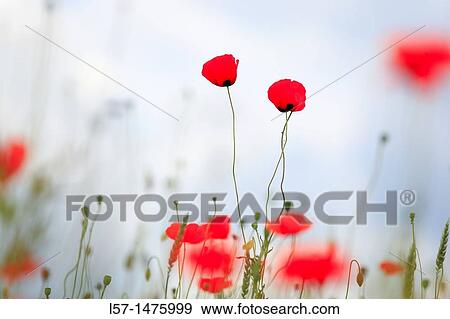 field poppy, Papaver rhoeas, Switzerland, View Large Photo Image Stock Photo - field poppy, Papaver rhoeas, Switzerland,. Fotosearch