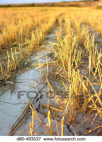 Stock Photo - Field. Fotosearch