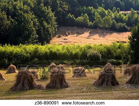 Field, wheat, sheats View Large Photo Image Stock Image - Field, wheat, sheats. Fotosearch