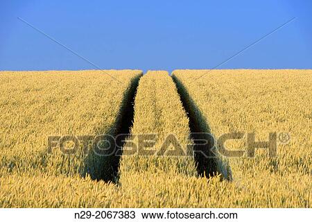 Field, winter wheat, Sinsheim, Baden-Wuerttemberg, Germany. View Large Photo Image Stock Image - Field, winter wheat, Sinsheim, Baden-Wuerttemberg, Germany.. Fotosearch