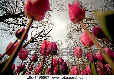 field with pink Tulips Tulipa seen from the ground, Keukenhof, Netherlands, Europe View Large Photo Image Stock Photo - field with pink Tulips Tulipa seen from the ground, Keukenhof, Netherlands, Europe. Fotosearch